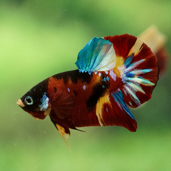 Multicolor/Galaxy Koi Plakat -16 weeks Old