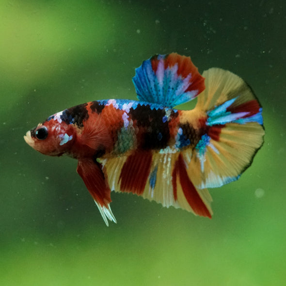 Multicolor/Galaxy Koi Plakat -10 weeks Old