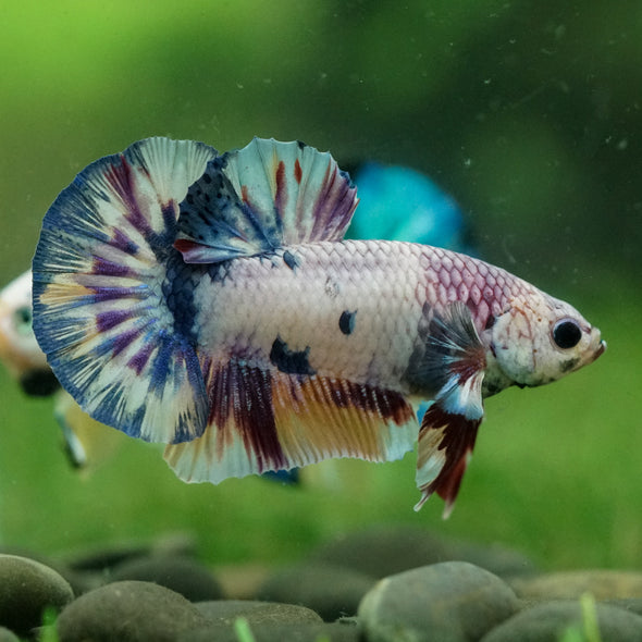 Multicolor/Galaxy Koi Plakat -14 weeks Old