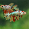 Multicolor/ Galaxy Koi Halfmoon- Female- 13 Weeks Old