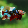 Multicolor/Galaxy Koi Plakat -16 weeks Old
