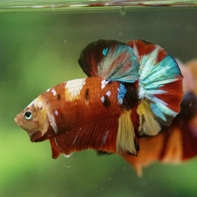 Multicolor/Galaxy Koi Plakat -16 weeks Old