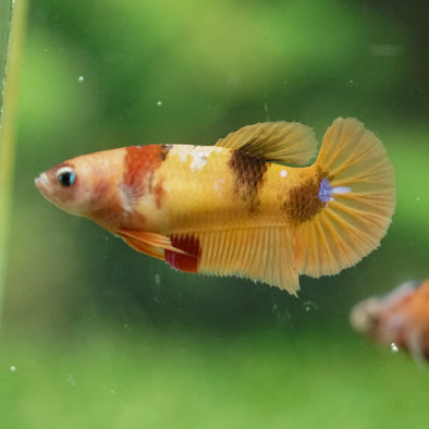 Multicolor/ Galaxy Koi Plakat- Female- 13 Weeks Old