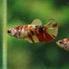 Multicolor/ Galaxy Koi Plakat- Female- 13 Weeks Old