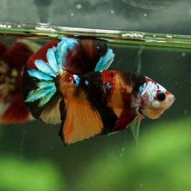 Multicolor/Galaxy Koi Plakat -16 weeks Old