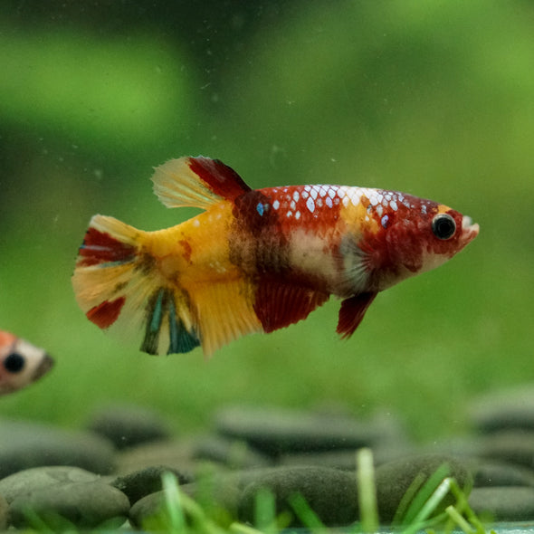 Multicolor/ Galaxy Koi Plakat- Female- 13 Weeks Old