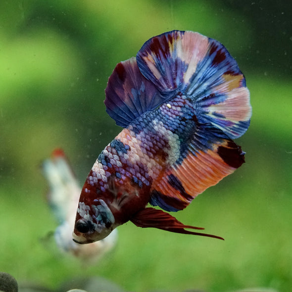 Multicolor/Galaxy Koi Plakat -16 weeks Old