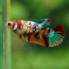 Multicolor/ Galaxy Koi Plakat- Female- 13 Weeks Old