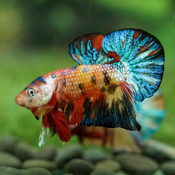 Multicolor/Galaxy Koi Plakat -16 weeks Old