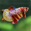 Multicolor/Galaxy Koi Plakat -16 weeks Old