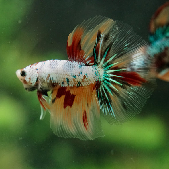 Galaxy/Candy Koi Halfmoon - 14 weeks old