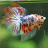 Galaxy/Candy Koi Halfmoon - 11 weeks old
