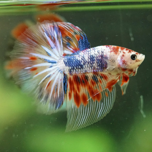Galaxy/Candy Koi Halfmoon - 11 weeks old