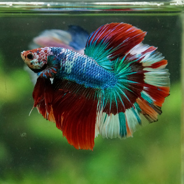 Galaxy/Candy Koi Halfmoon - 14 weeks old