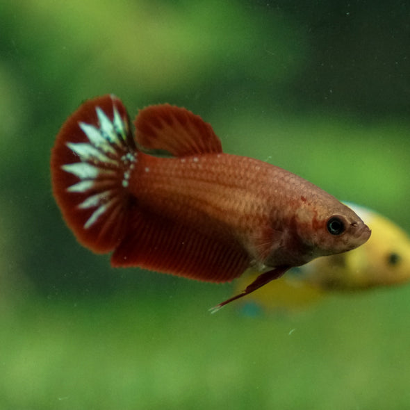 Red Fancy Plakat 13 Week Old- Female