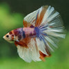Galaxy/Candy Koi Halfmoon - 14 weeks old