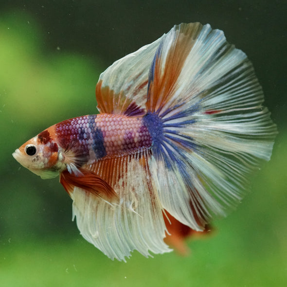 Galaxy/Candy Koi Halfmoon - 14 weeks old