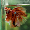 Galaxy/Candy Koi Halfmoon - 14 weeks old