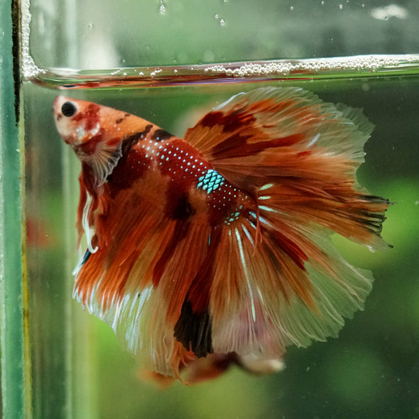Galaxy/Candy Koi Halfmoon - 14 weeks old