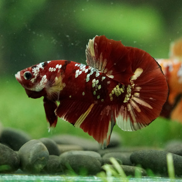 Multicolor/Galaxy Koi Plakat -16 weeks Old