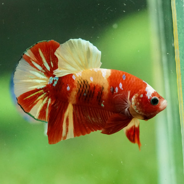 Multicolor/Galaxy Koi Plakat -14 weeks Old