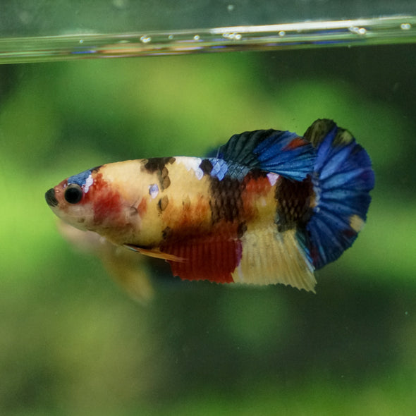 Multicolor/ Galaxy Koi Plakat - Female- 13 Weeks Old