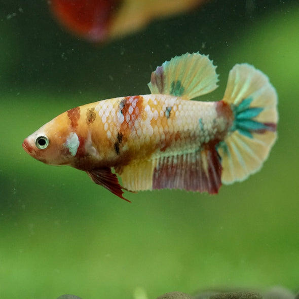Multicolor/ Galaxy Koi Plakat- Female- 13 Weeks Old