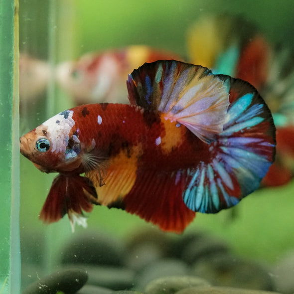 Multicolor/Galaxy Koi Plakat -16 weeks Old