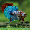 Multicolor/Galaxy Koi Plakat -16 weeks Old