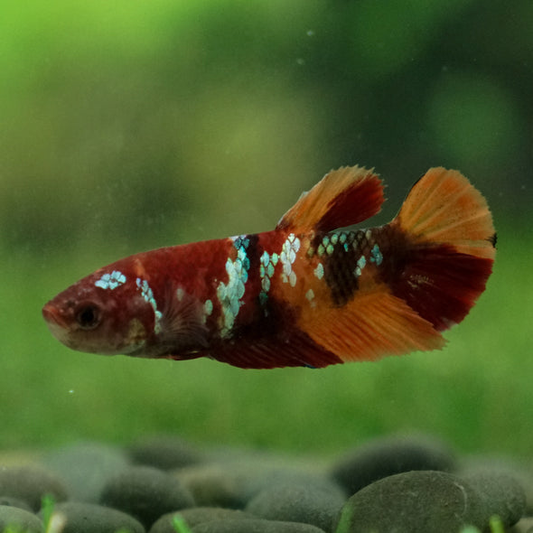 Multicolor/ Galaxy Koi Plakat- Female- 13 Weeks Old