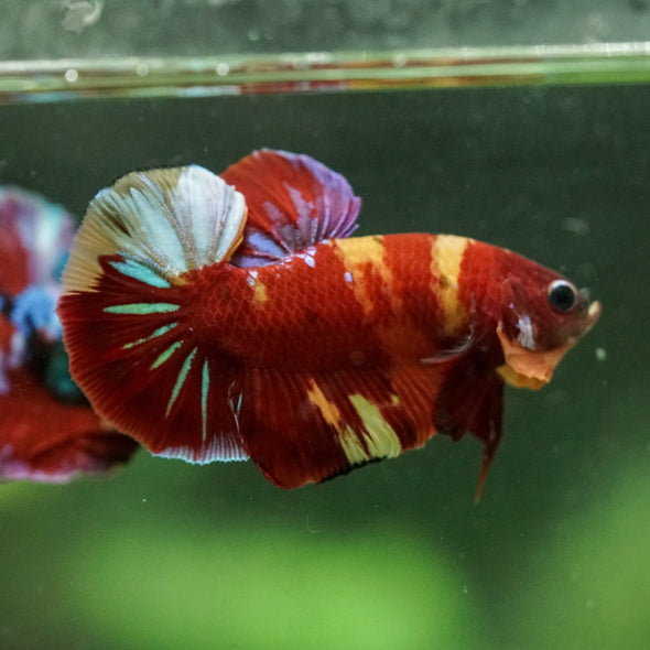 Multicolor/Galaxy Koi Plakat -16 weeks Old