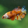 Multicolor/ Galaxy Koi Plakat- Female- 13 Weeks Old