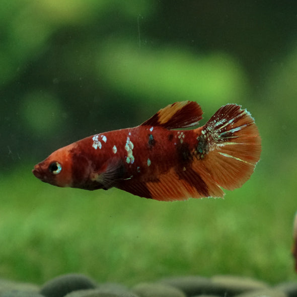 Multicolor/ Galaxy Koi Plakat- Female- 13 Weeks Old