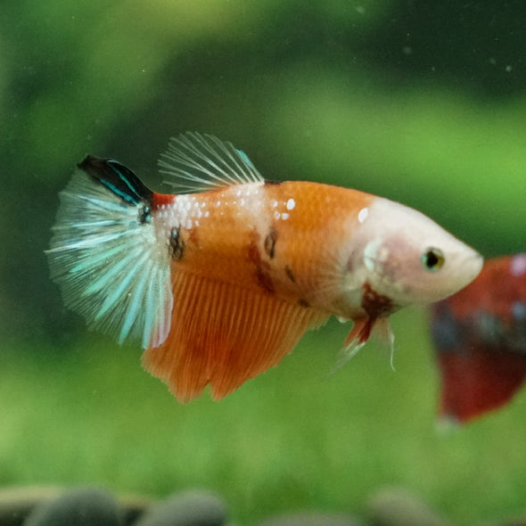 Multicolor/ Galaxy Koi Halfmoon- Female- 13 Weeks Old