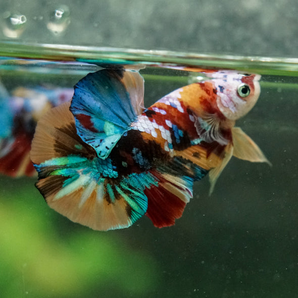 Multicolor/Galaxy Koi Plakat -16 weeks Old