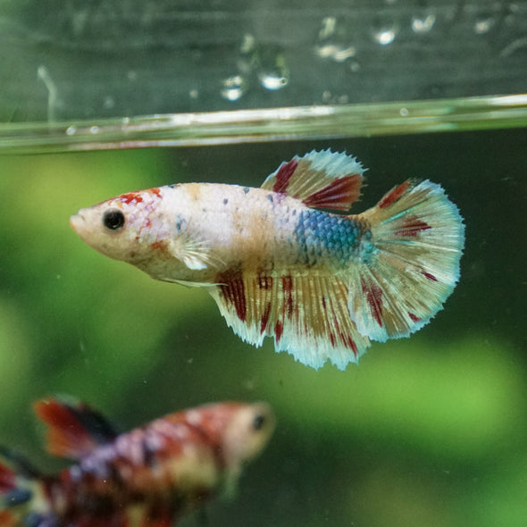 Multicolor/ Galaxy Koi Halfmoon - Female- 13 Weeks Old