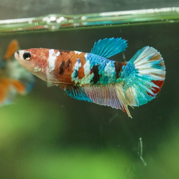Multicolor/ Galaxy Koi Plakat- Female- 13 Weeks Old