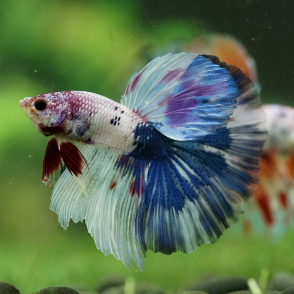 Galaxy/Candy Koi Halfmoon - 14 weeks old