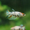 Multicolor/ Galaxy Koi Halfmoon - Female- 13 Weeks Old