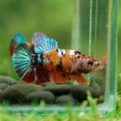 Multicolor/ Galaxy Koi Plakat - Female- 13 Weeks Old