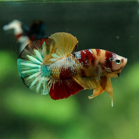 Multicolor/Galaxy Koi Plakat -15 weeks Old