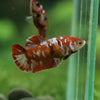 Multicolor/ Galaxy Koi Plakat- Female- 13 Weeks Old