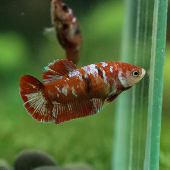 Multicolor/ Galaxy Koi Plakat- Female- 13 Weeks Old