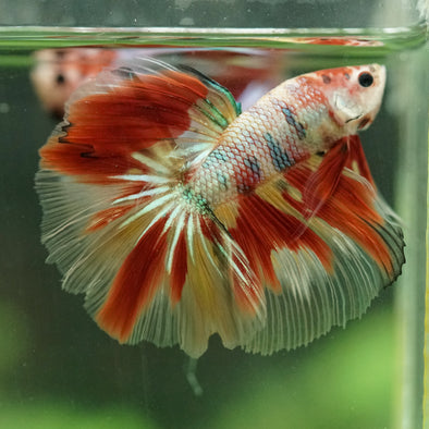 Galaxy/Candy Koi Halfmoon - 14 weeks old