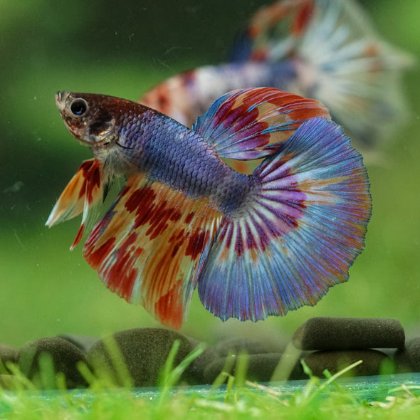 Galaxy/Candy Koi Halfmoon - 11 weeks old