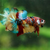 Multicolor/Galaxy Koi Plakat -16 weeks Old
