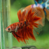 Galaxy/Candy Koi Halfmoon - 14 weeks old