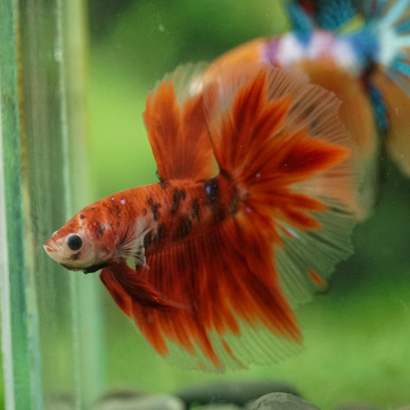 Galaxy/Candy Koi Halfmoon - 14 weeks old