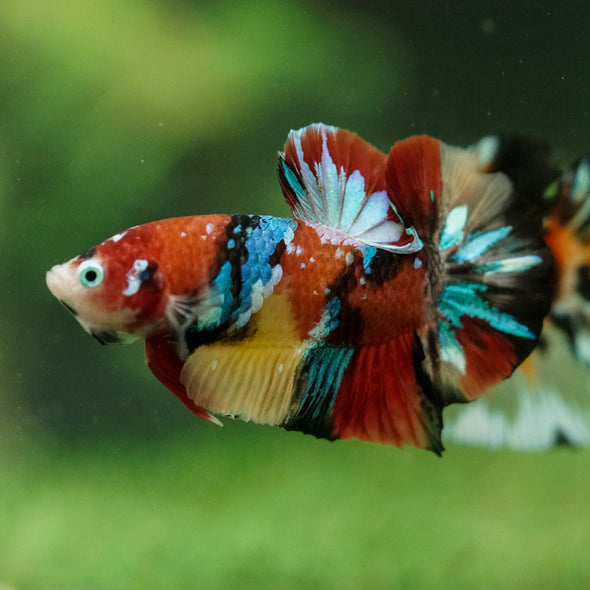 Multicolor/Galaxy Koi Plakat -16 weeks Old