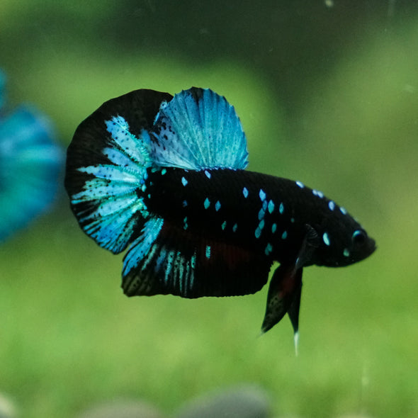 Black Koi Galaxy Plakat (Avatar) -13 weeks Old